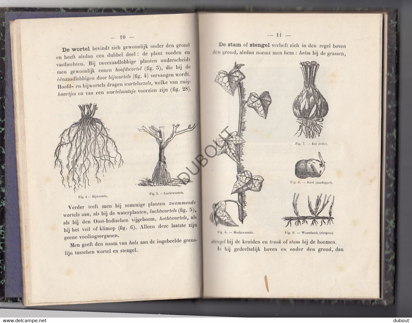 Gent - Plantenkunde - J. Roelant - Gesigneerd ± 1880? (W97) - Antiguos