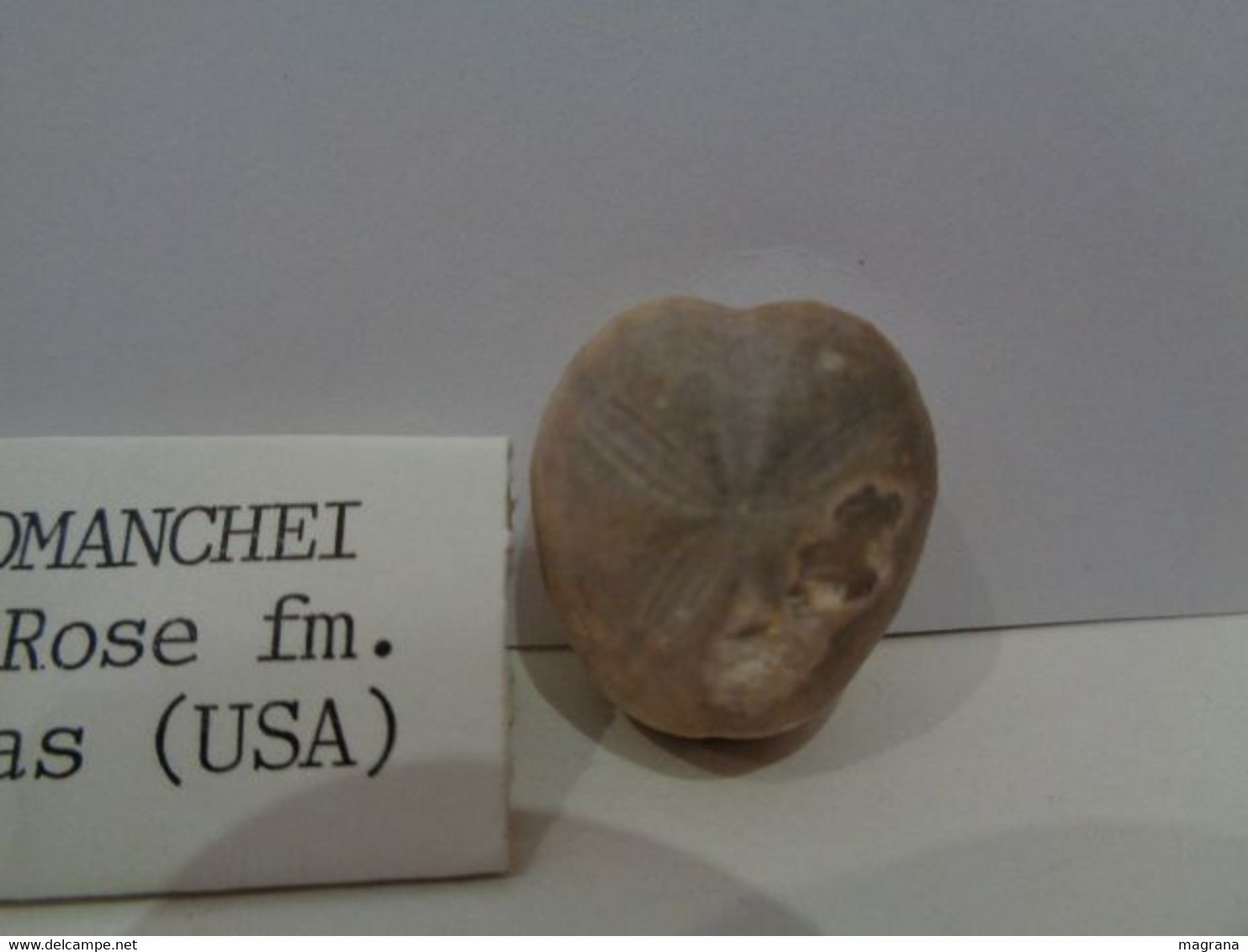 Erizo Fósil. Palhemiaster Comanchei. Edad: Cretácico. Glen Rose Formation. Procedencia: USA, Comal County, Texas. - Fósiles