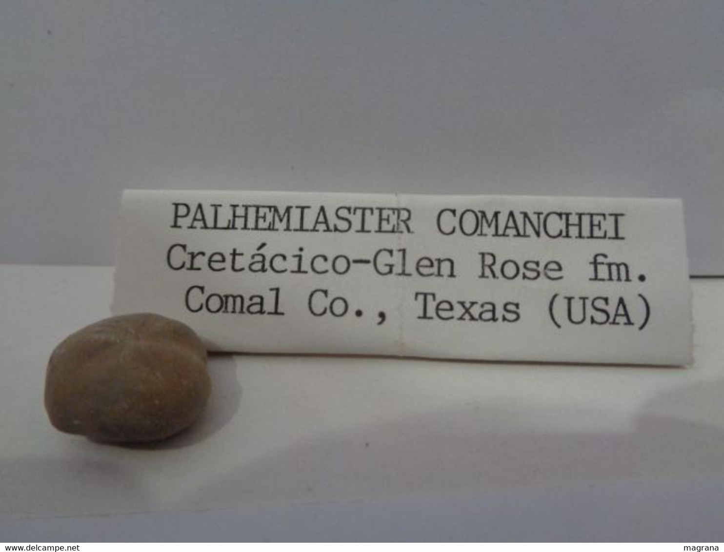 Erizo De Mar Fósil. Palhemiaster Comanchei. Edad: Cretácico. Glen Rose Formation. Procedencia: USA, Comal County, Texas. - Fossilien