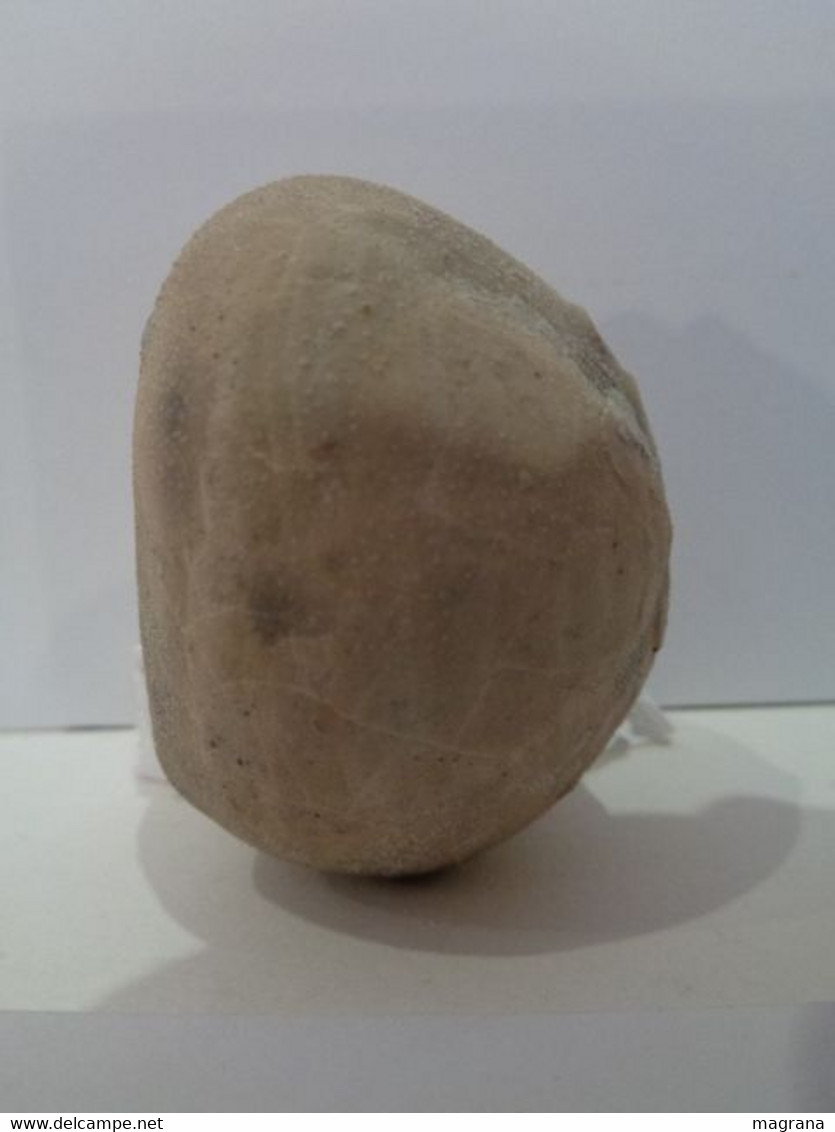 Erizo de mar fósil. Micraster larteti. Período Santoniense (Cretácico), 85 Millones de años. Localidad: Kent, Inglaterra
