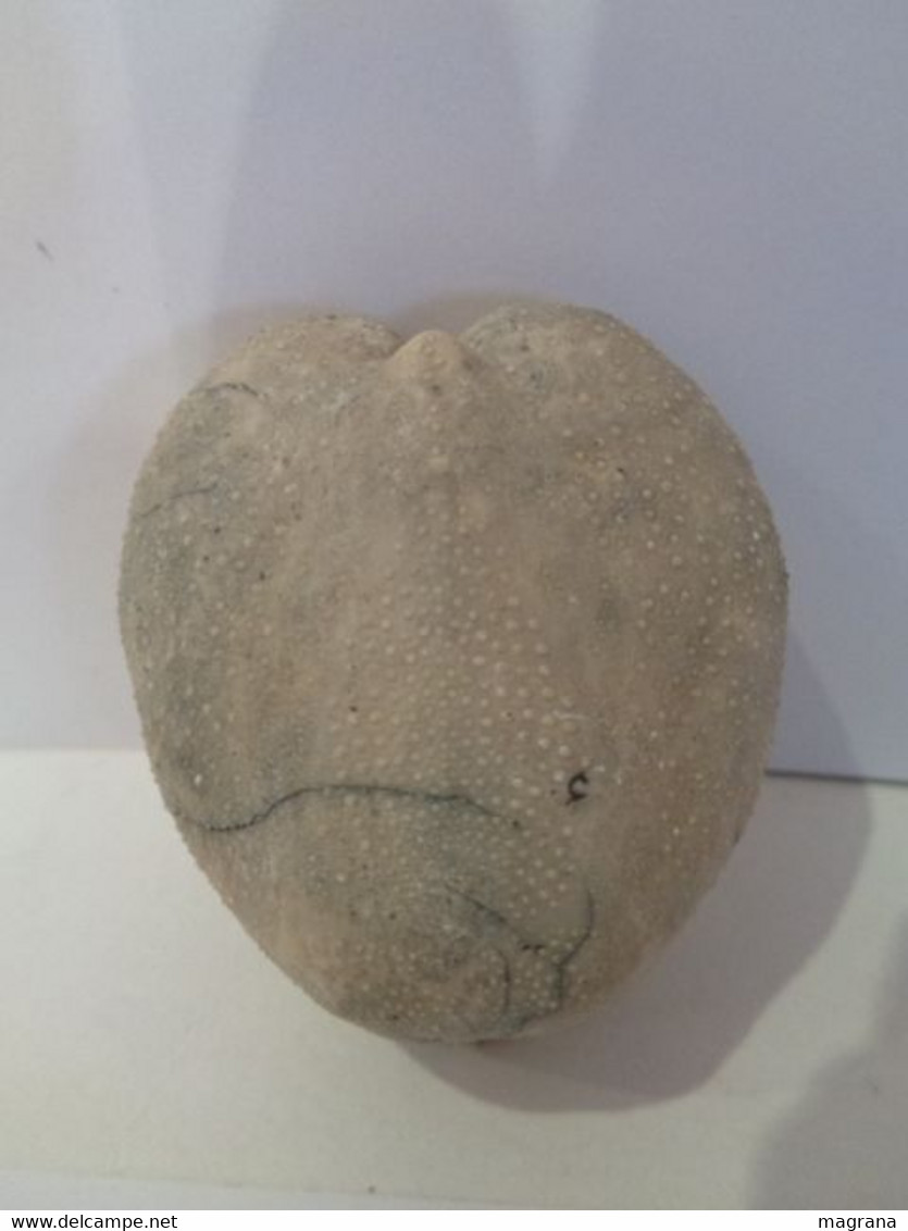 Erizo de mar fósil. Micraster glyphus. Período Campaniense (Cretácico), 70 Millones de años. Höver, Hannover, Germany.