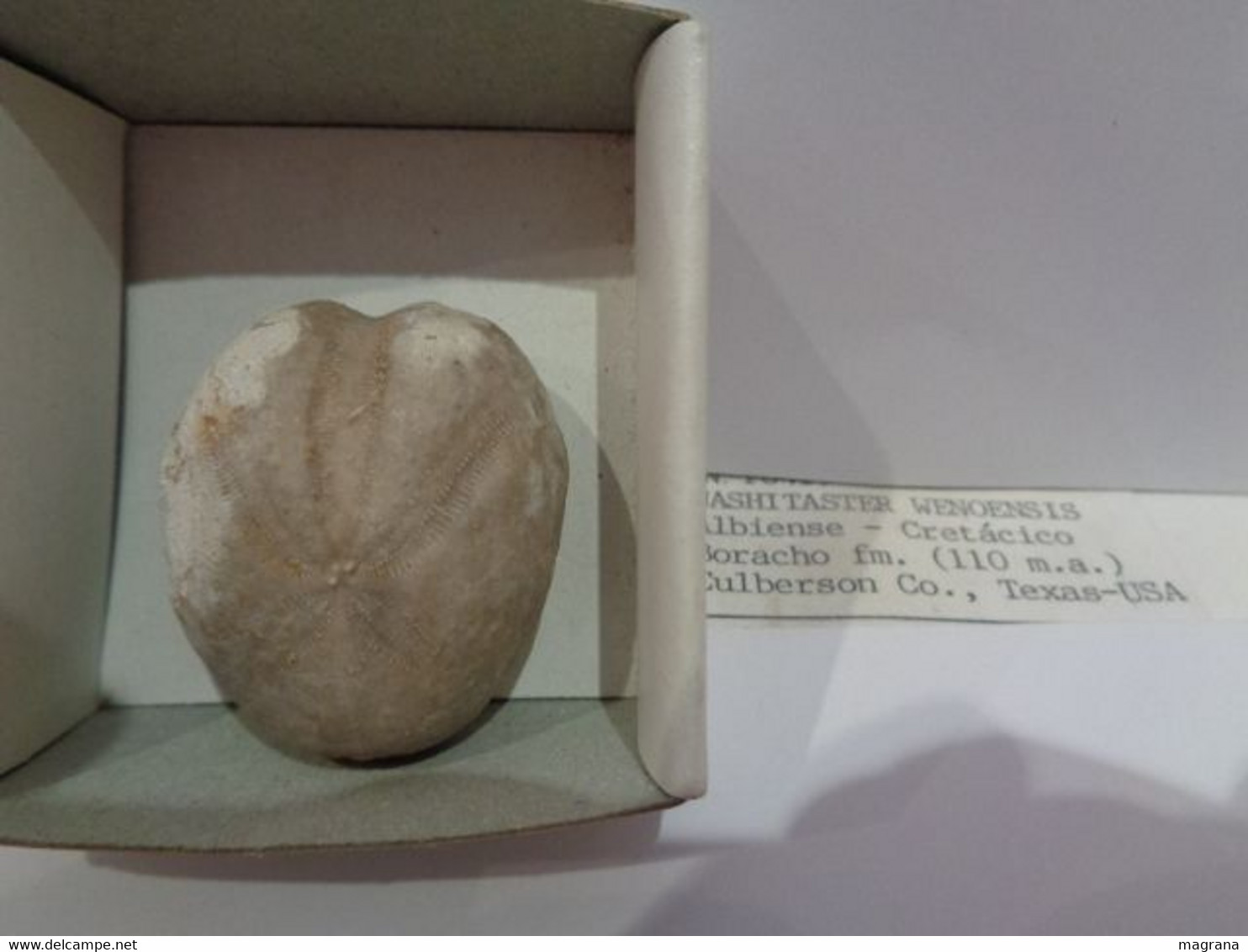 Erizo De Mar Fósil. Washitaster Wenonensis. Cretácio, Albiense. Boracho Fm. 110 Ma. Culberson Co. Texas, USA. - Fossils