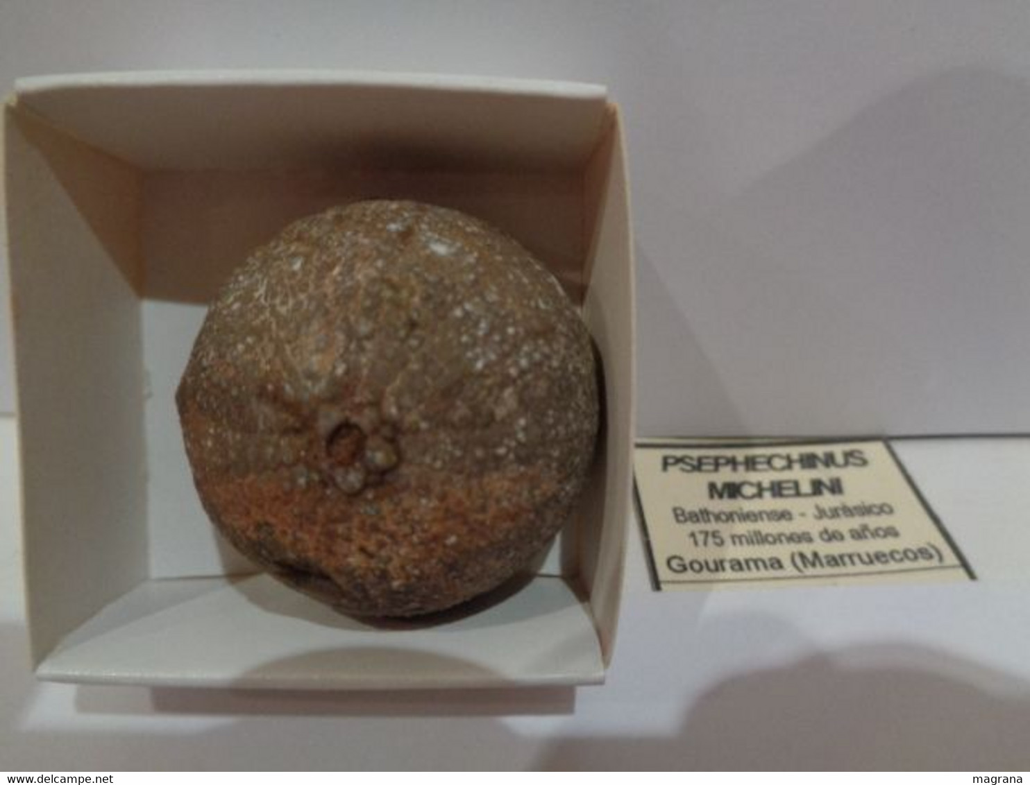 Fossil Sea Urchin. Psephechinus Michelini. Age: Jurassic, Bathonian. 175 Million Years. Gourama, Marruecos. - Fossiles