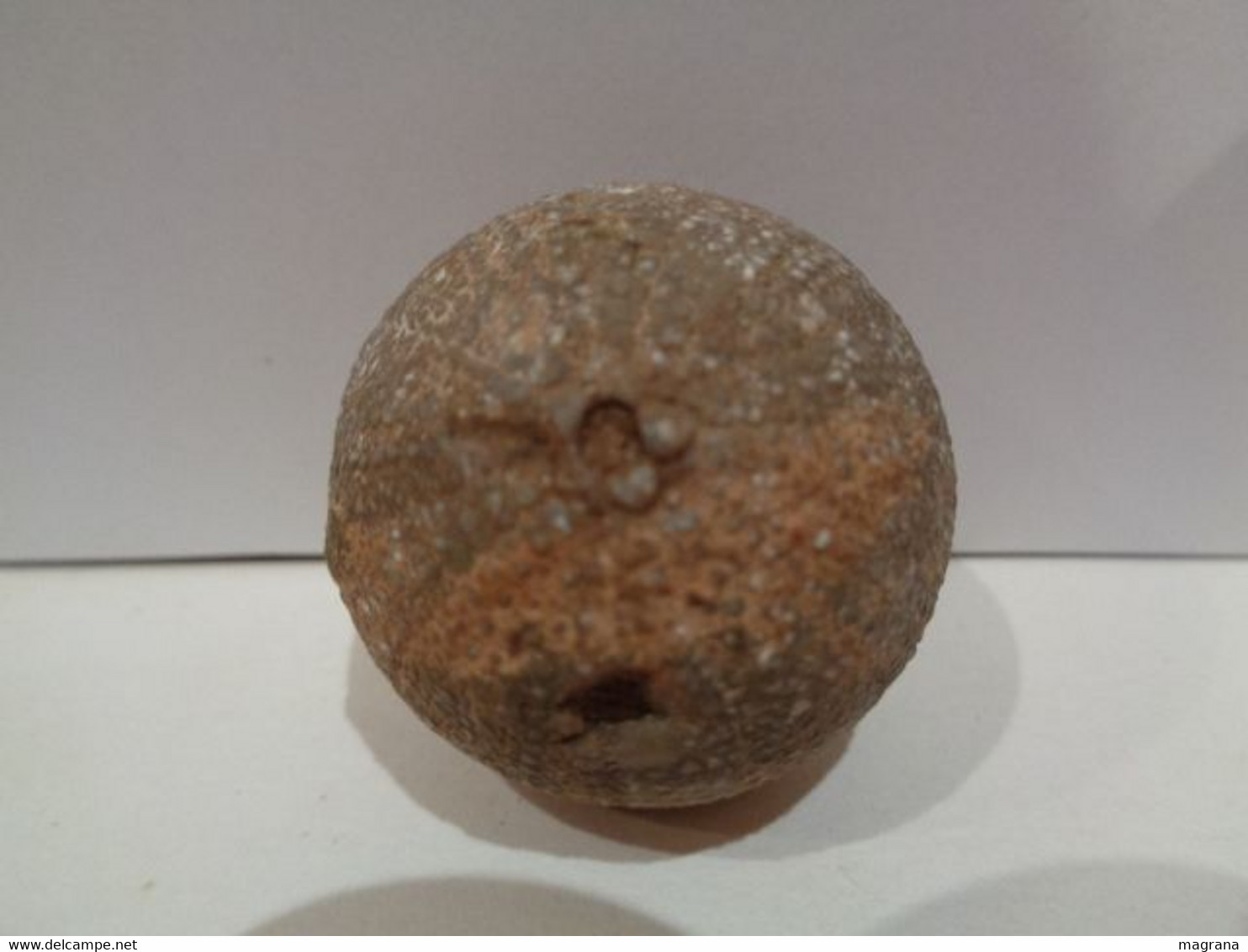 Fossil Sea Urchin. Psephechinus Michelini. Age: Jurassic, Bathonian. 175 Million Years. Gourama, Marruecos. - Fossiles