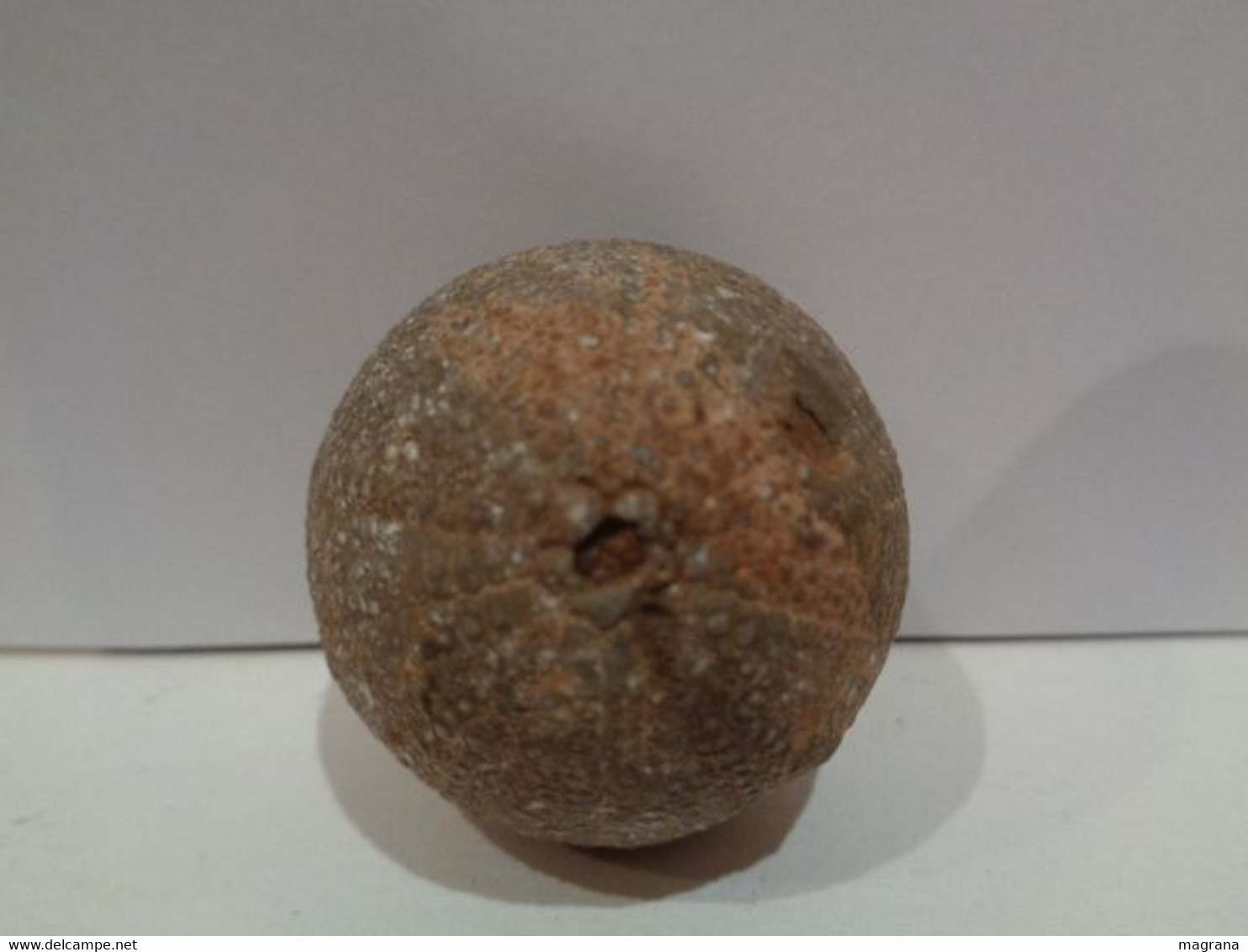 Fossil Sea Urchin. Psephechinus Michelini. Age: Jurassic, Bathonian. 175 Million Years. Gourama, Marruecos. - Fossils