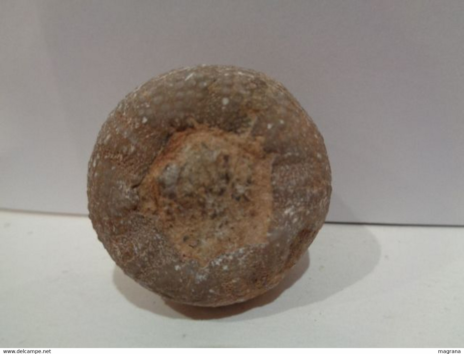 Fossil Sea Urchin. Psephechinus Michelini. Age: Jurassic, Bathonian. 175 Million Years. Gourama, Marruecos. - Fossilien