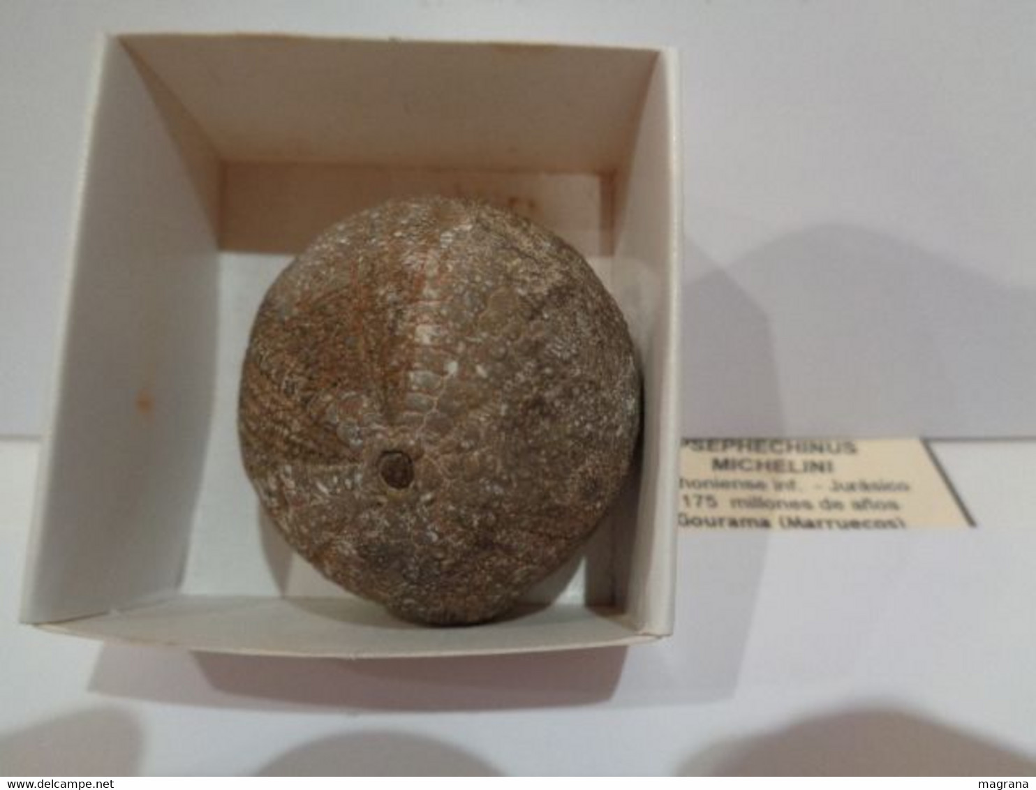 Fossil Sea Urchin. Psephechinus Michelini. Age: Jurassic, Bathonian. 175 Million Years. Locality: Gourama, Morocco. - Fossiles