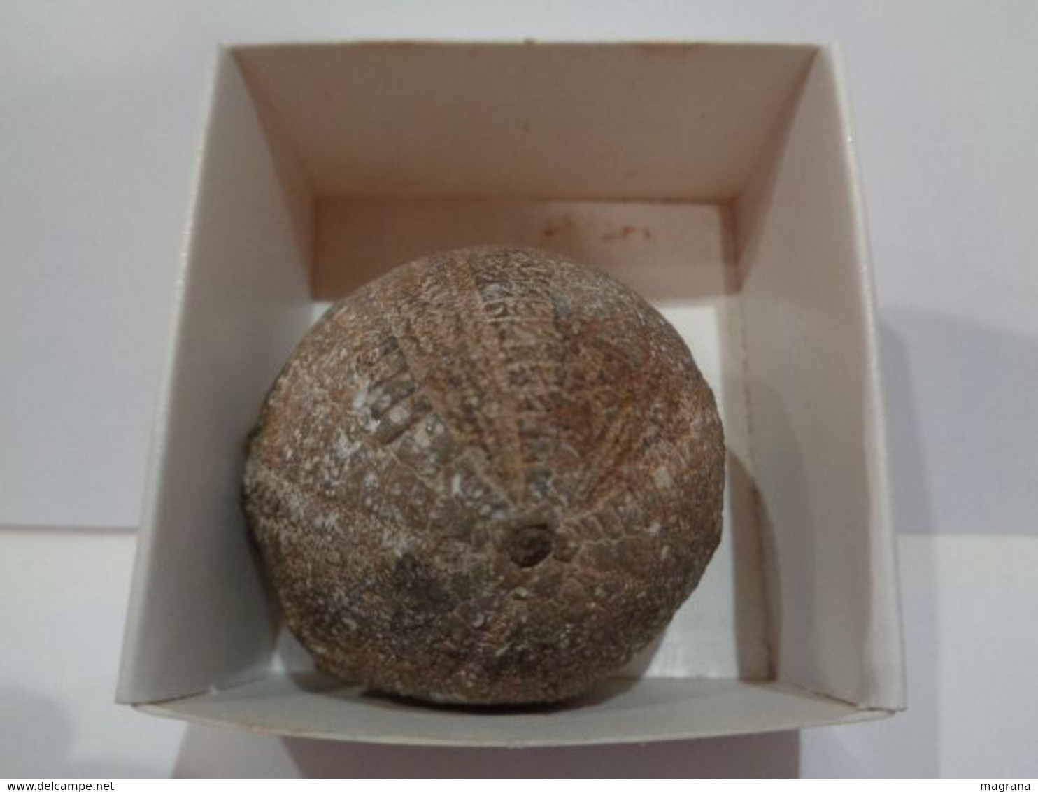 Fossil Sea Urchin. Psephechinus Michelini. Age: Jurassic, Bathonian. 175 Million Years. Locality: Gourama, Morocco. - Fossiles