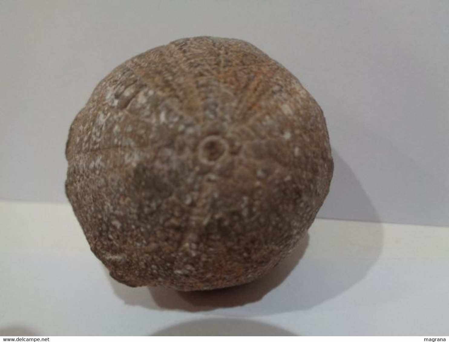 Fossil sea urchin. Psephechinus michelini. Age: Jurassic, Bathonian. 175 million years. Locality: Gourama, Morocco.