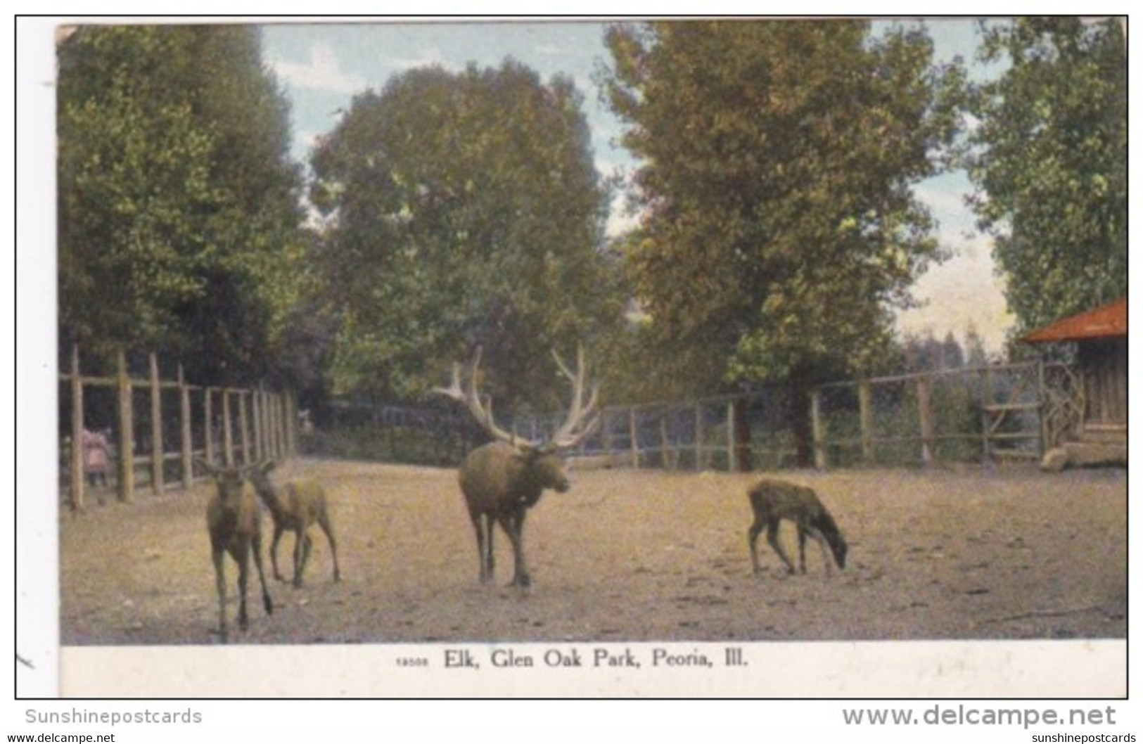 Illinois Peoria Elk At Glen Oak Park 1909 Curteich - Peoria