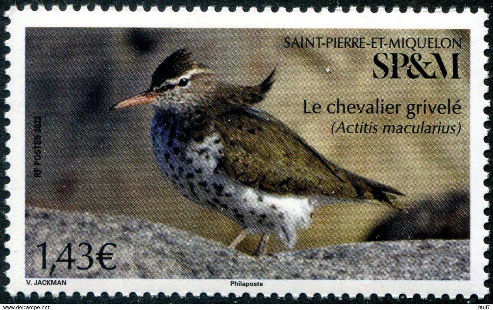 St Pierre Et Miquelon 2022 - Oiseaux, Le Chevalier Grivelé - 1 Val Neuf // Mnh - Neufs