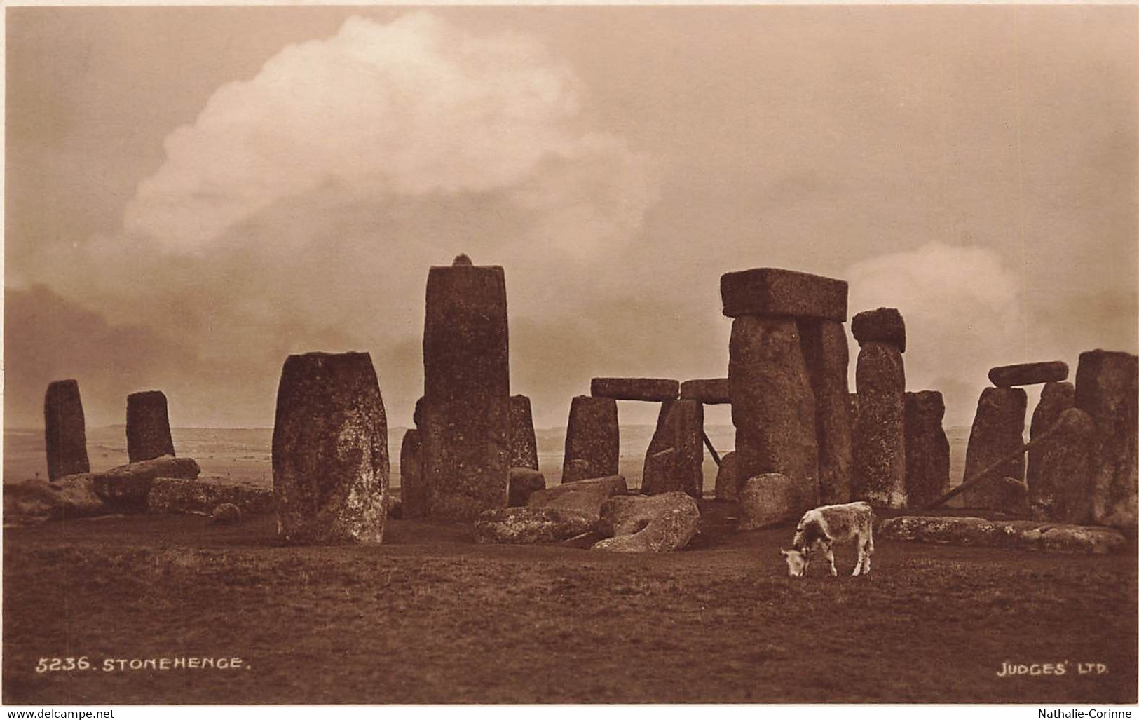 Stonehence - Cow - Wiltshire - Salisbury