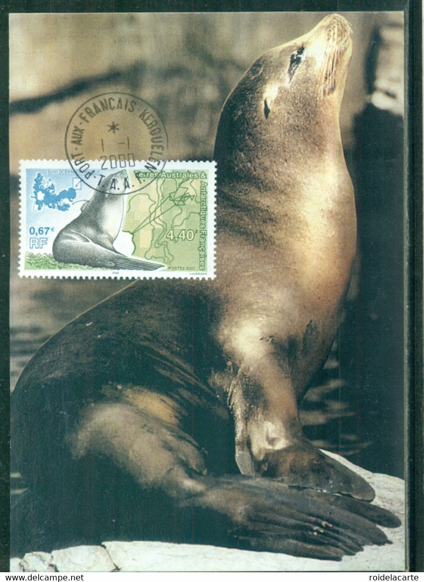 FDC-Carte Maximum Card #TAAF-FSAT 2000 (N°Yv. 264) Animaux Marins-marine Animals-Otarie-sea Lion-Seelöwe-Kerguelen - FDC