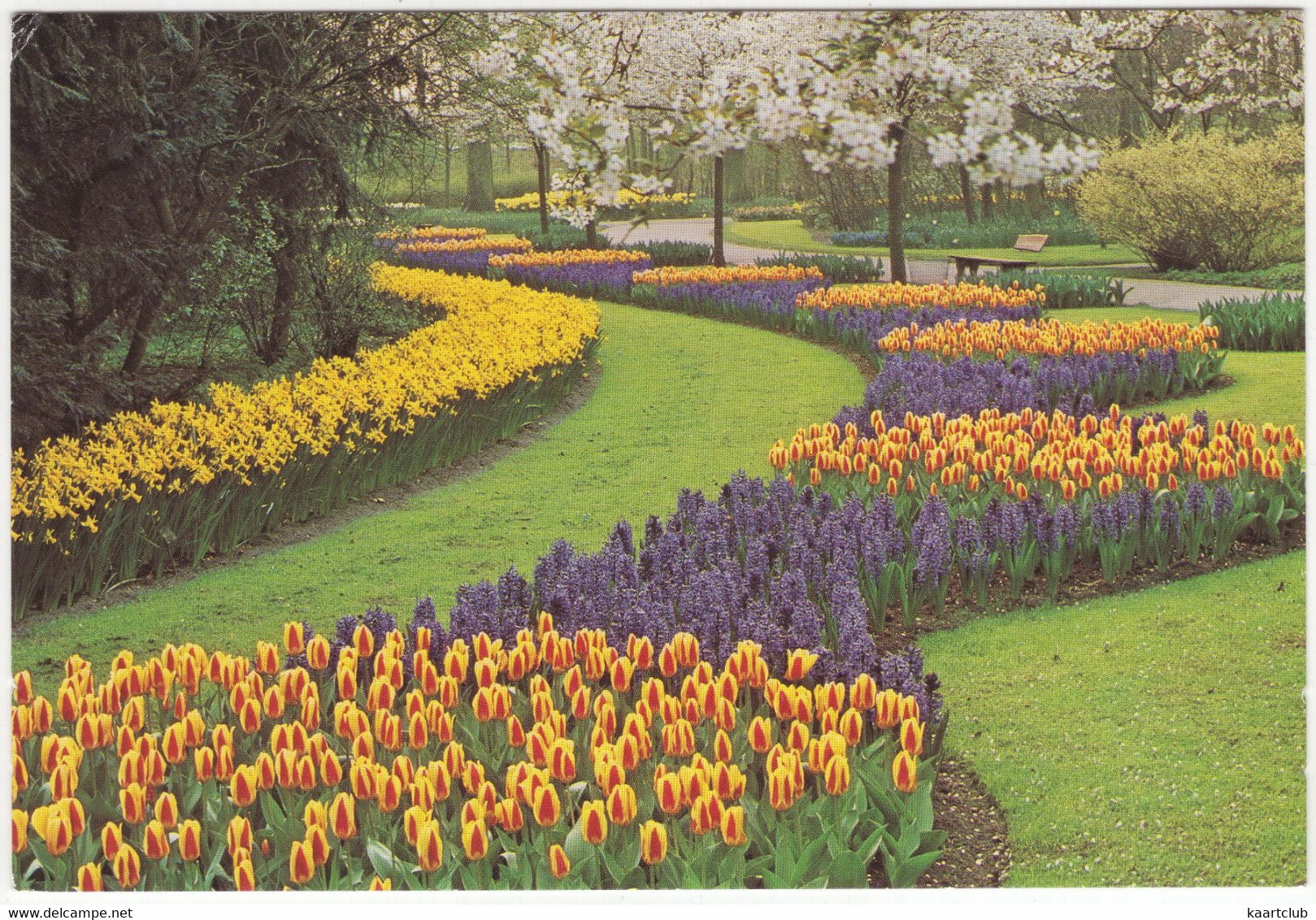 'Keukenhof' Lisse - Holland - (Tulpen, Narcissen) - Lisse