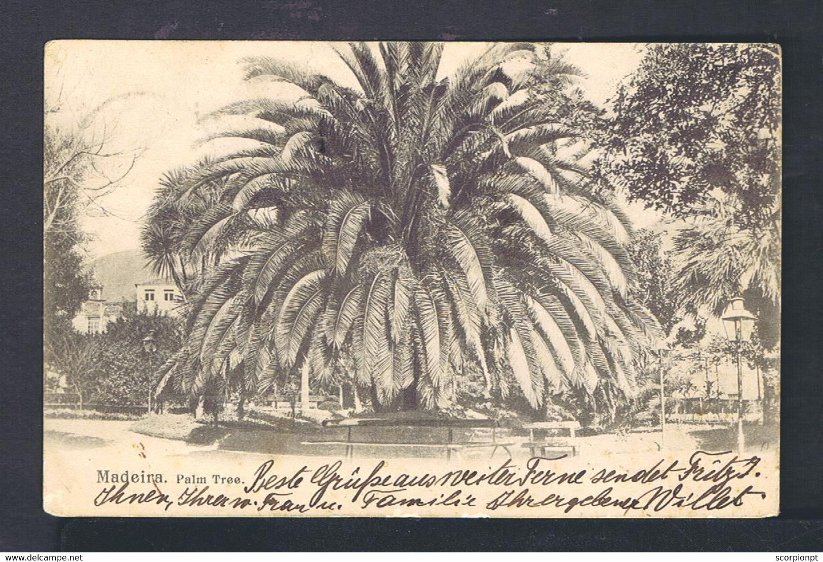 Sp8633 MADEIRA Island Portugal Mailed 08-X-1904 Funchal » Karlsruhe -Baden (2x5+ 1x15) Postcard "palm Tree" - Funchal