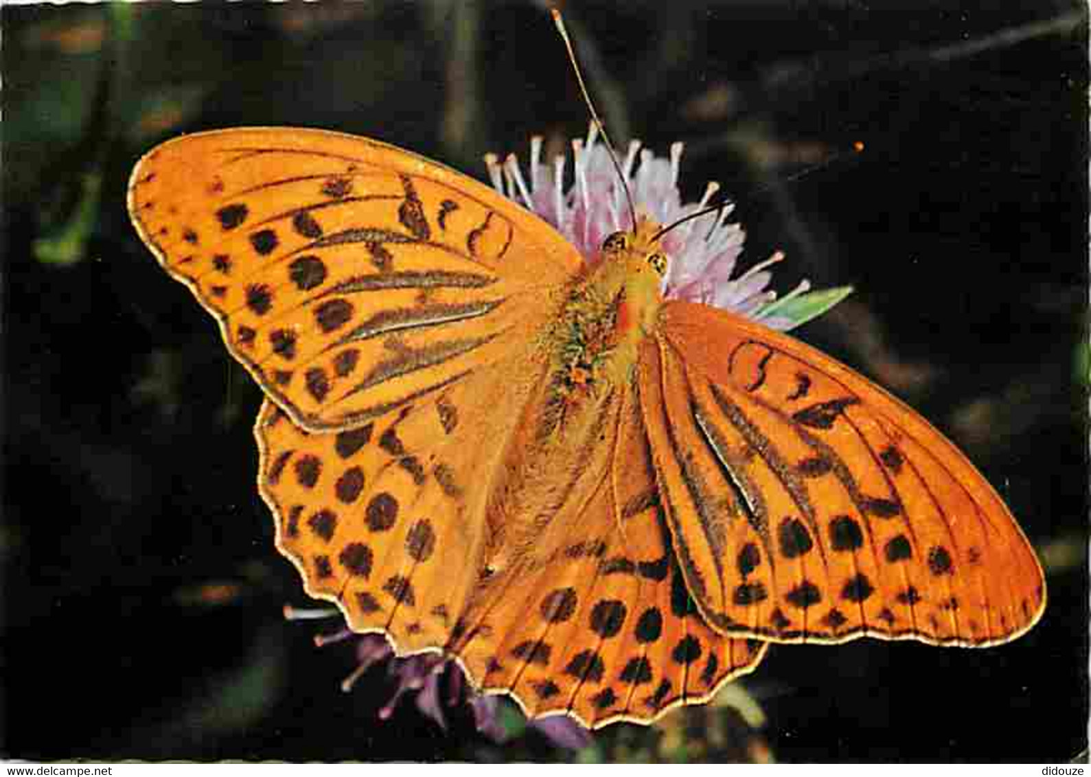 Animaux - Papillons - Kaisermantel - Argynnis Paphia Paphia L - Silver-washed Fritillary - Tabac-d'Espagne - Paarlemoerv - Butterflies