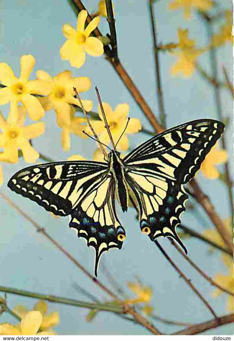 Animaux - Papillons - Jopanischer Schwolbenschwanz - Papilio Xuthus - Japanese Swallowtail - Queue D'hirondelle Japonais - Vlinders