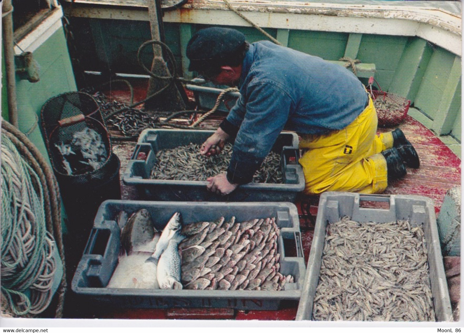 THEME METIER DE LA PECHE MARITIME - RETOUR DE PECHE A L'ILE D'OLERON - SOLE CREVETTES MARIN PECHEUR - Pêche