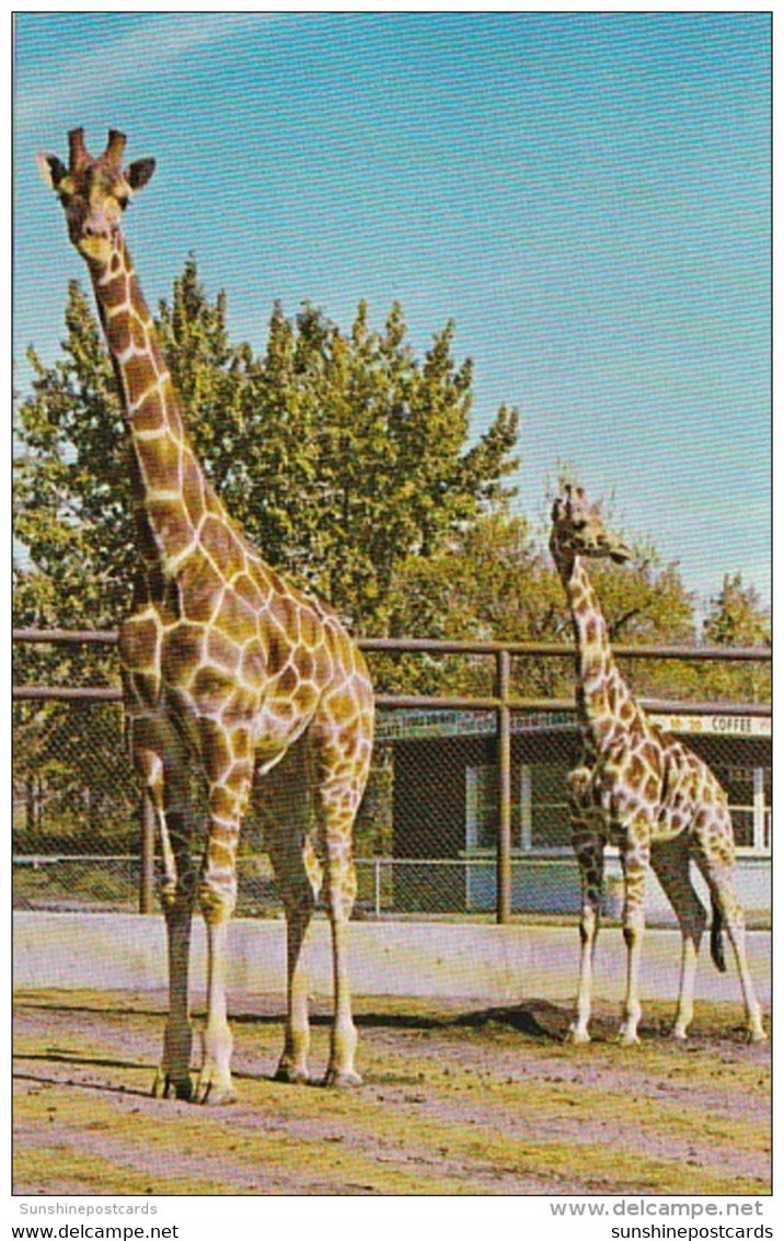 Canada Calgary Giraffes Katie &amp; Charlie The Calgary Zoo - Calgary