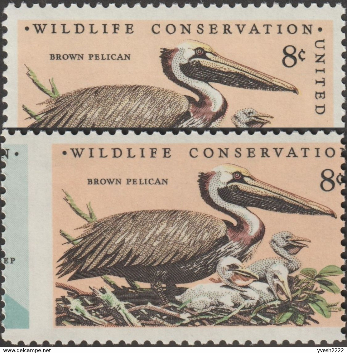 États-Unis 1972 Y&T 965. Curiosité, Dentelure Déplacée. Préservation De La Nature. Pélican Brun (Pelecanus Occidentalis) - Pelicans