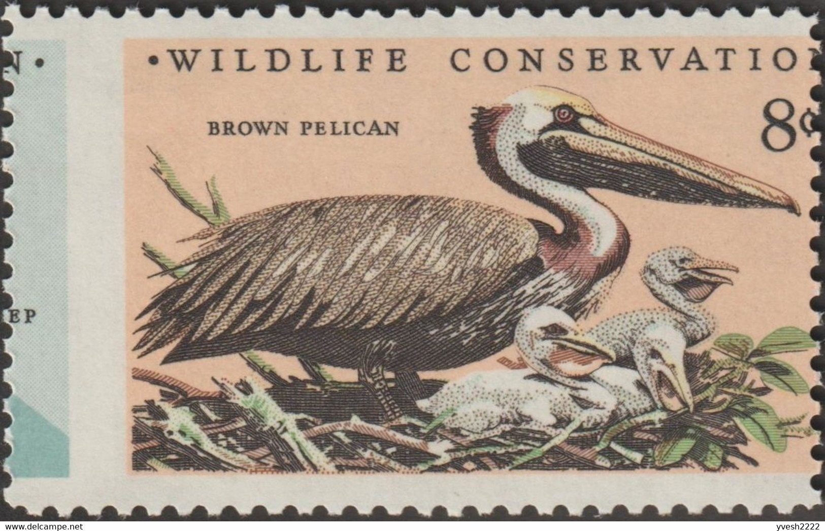 États-Unis 1972 Y&T 965. Curiosité, Dentelure Déplacée. Préservation De La Nature. Pélican Brun (Pelecanus Occidentalis) - Pelikanen