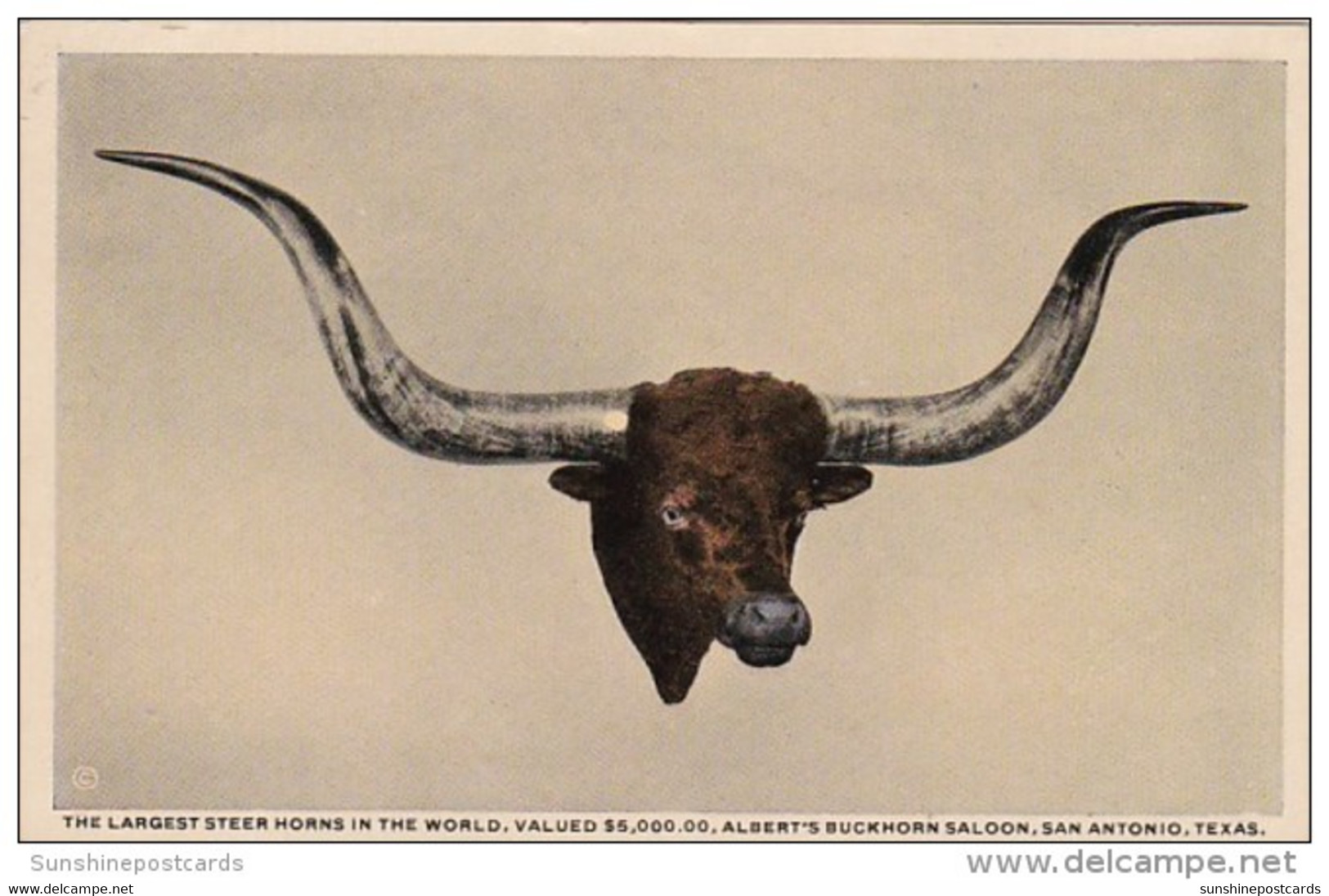 Texas San Antonio Largest Steer Horns In The World In Buckhorn Curio Museum Curteich - San Antonio