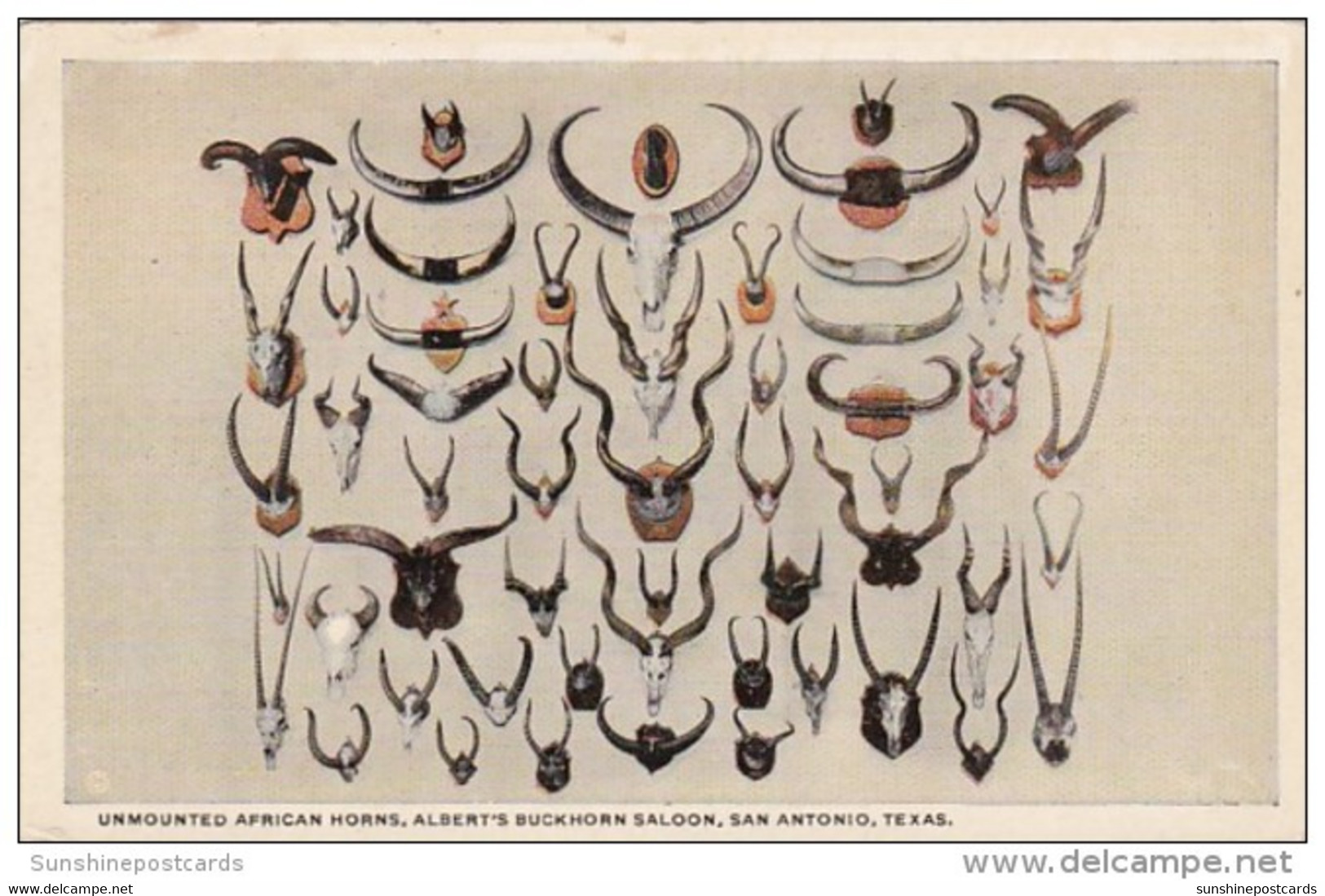Texas San Antonio Unmounted African Horns At Albert's Buckhorn Saloon Curteich - San Antonio