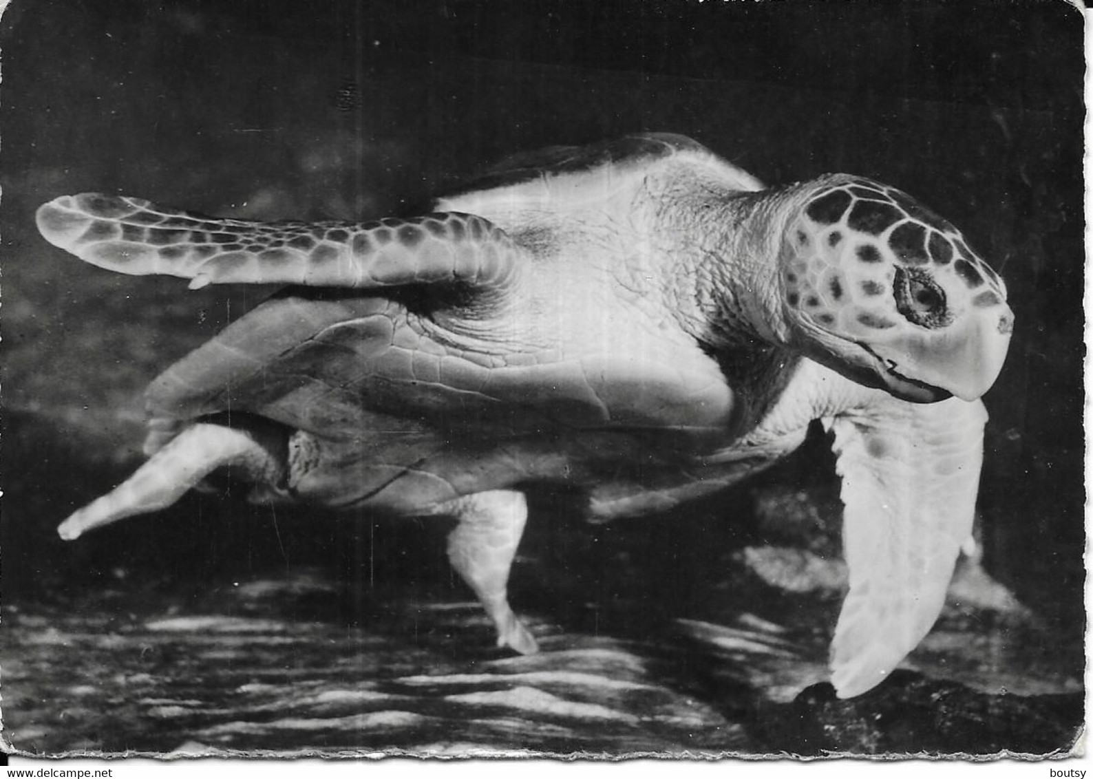 Tortue De Mer - Schildkröten