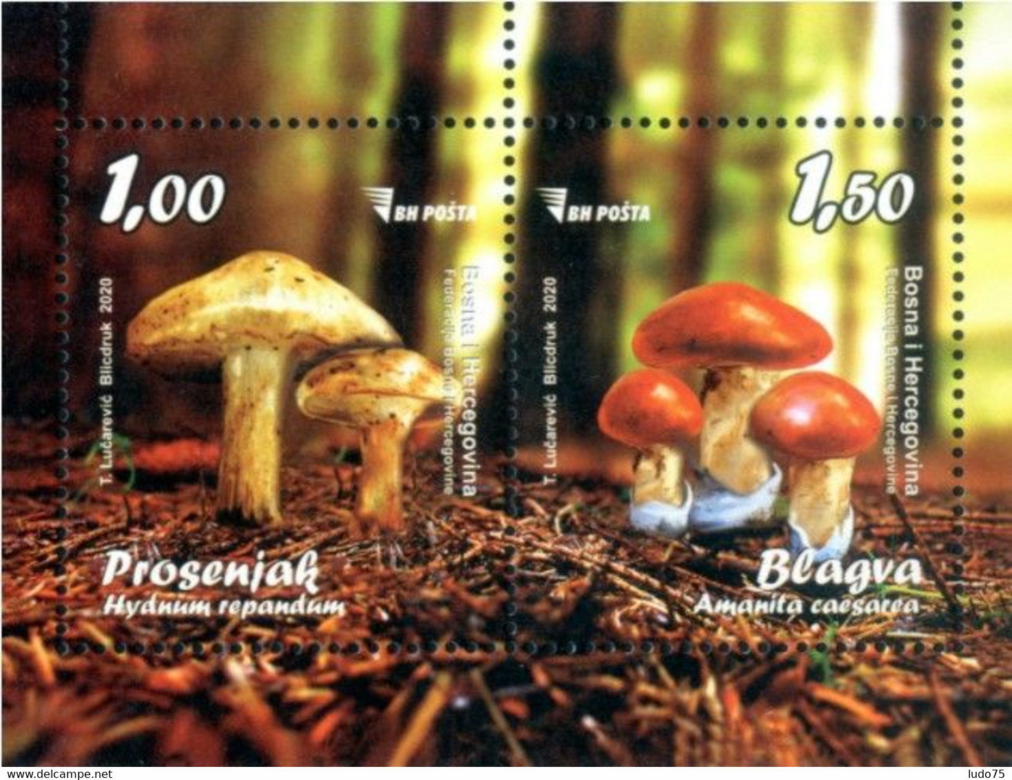 BOSNIA BOSNIE BOSNIEN 2020 Mushrooms Champignons Pilze  Bloc/miniature Sheet/Block, Neuf/mint/ungestemp. - Funghi