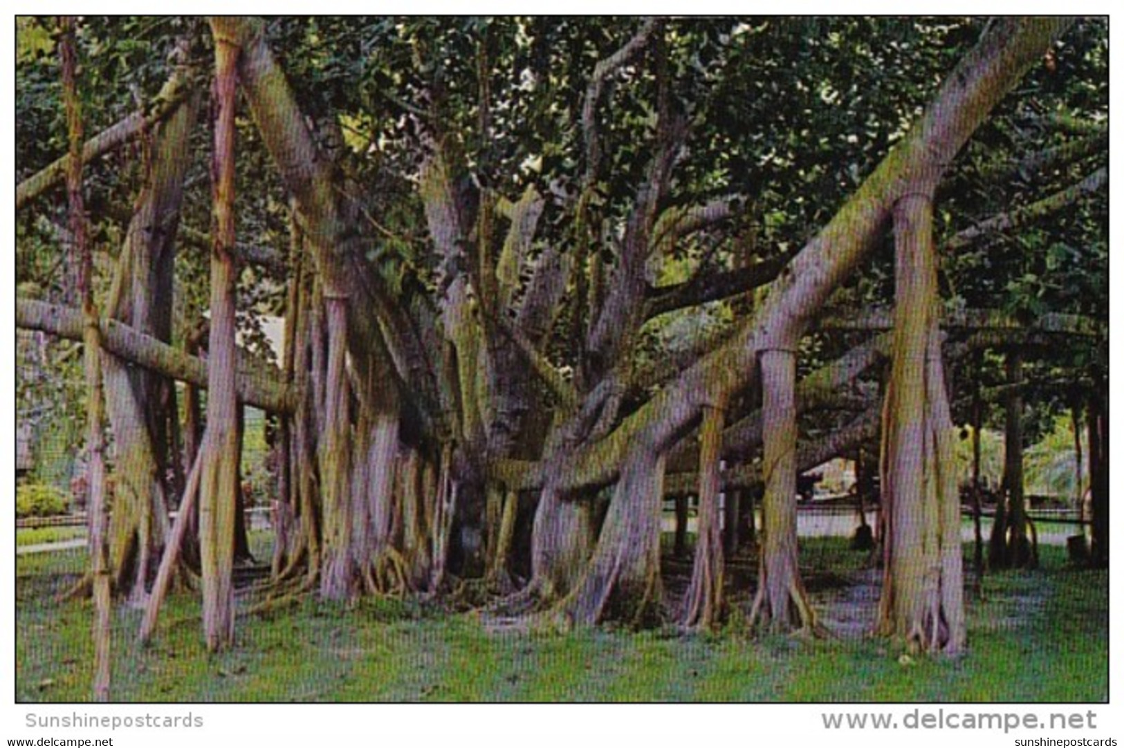 Hawaii Honolulu The Famous Banyan Tree - Honolulu