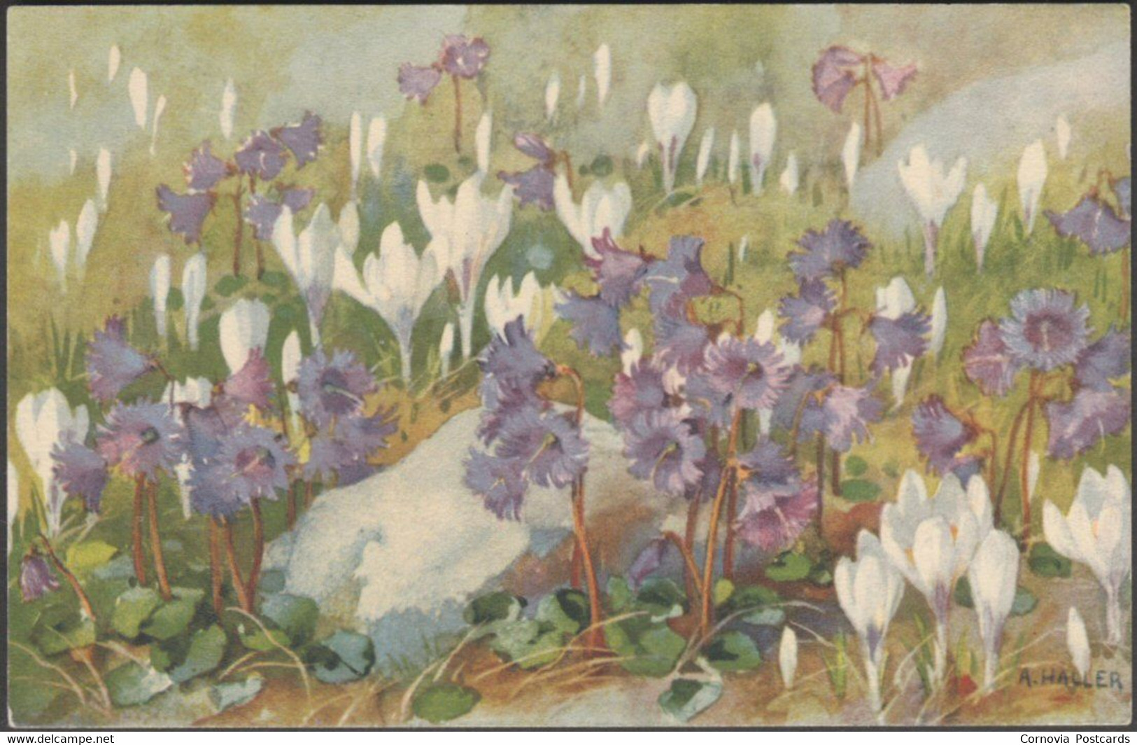 Anna Haller - Fleurs Alpines, Soldanelle Et Crocus, C.1910s - Vouga CPA - Haller, A.