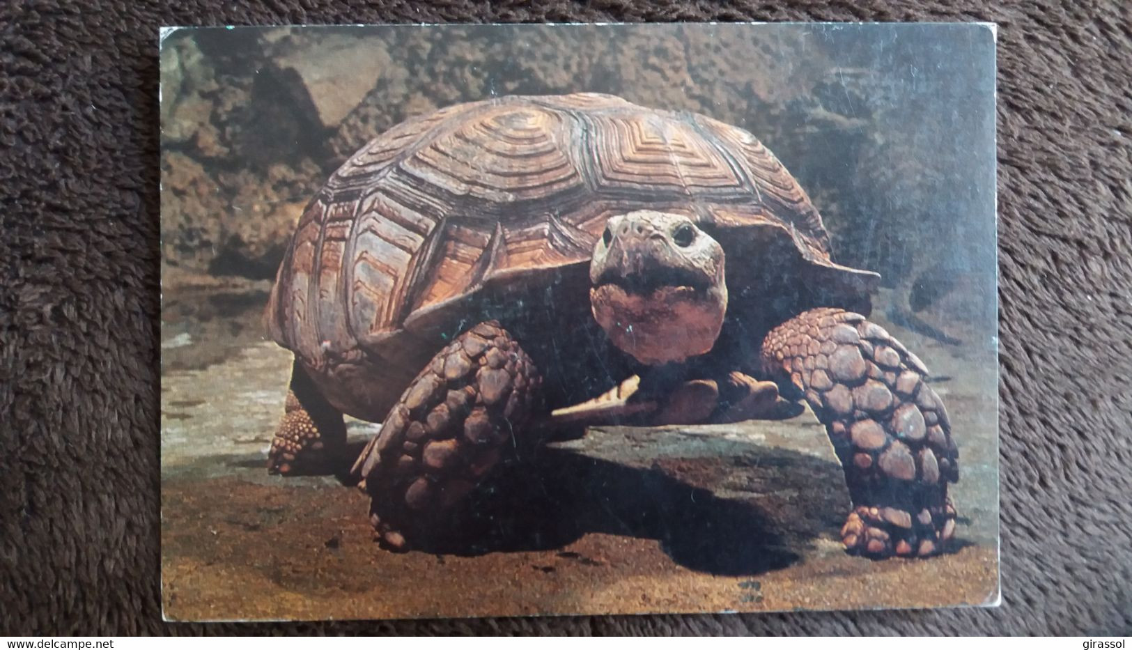 CPSM TORTUE PARIS AQUARIUM TROPICAL DU MUSEE NATIONAL DES ARTS AFRICAINS ET OCEANIENS TESTUDO SULCATA AFRIQUE - Schildkröten