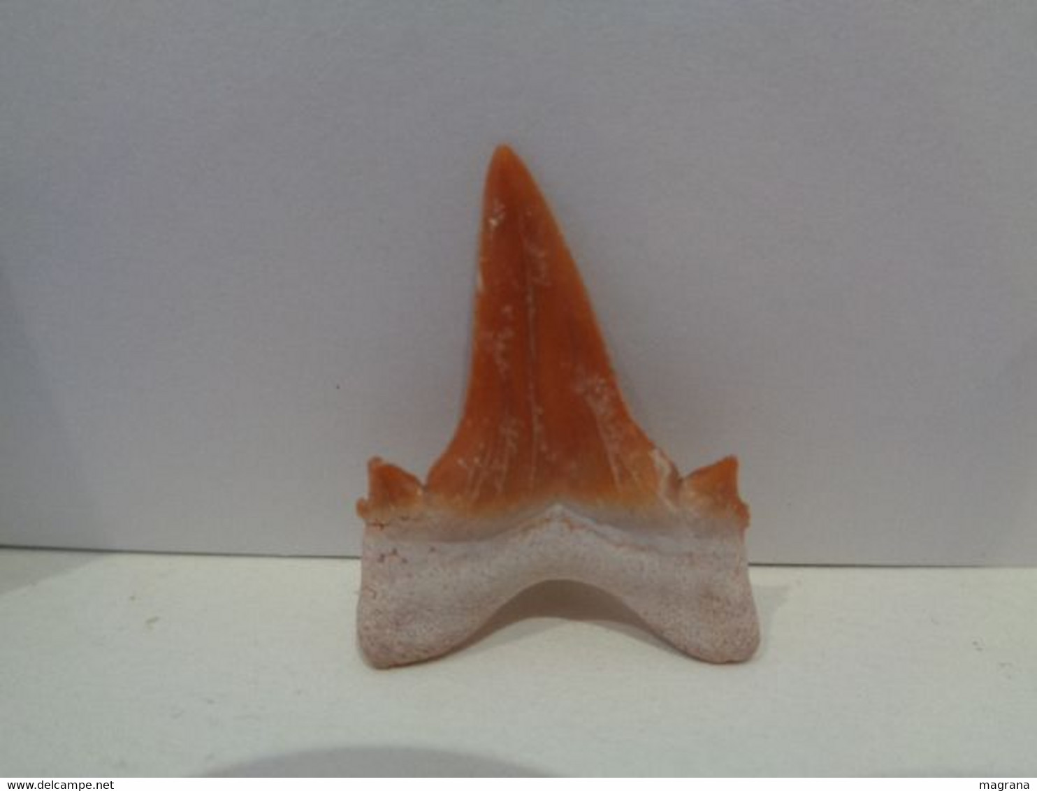 Shark Fossil Tooth. Extint Mackerel Shark. Cretolamna Biauriculata. Age: Cretaceous. Morocco. - Fossils