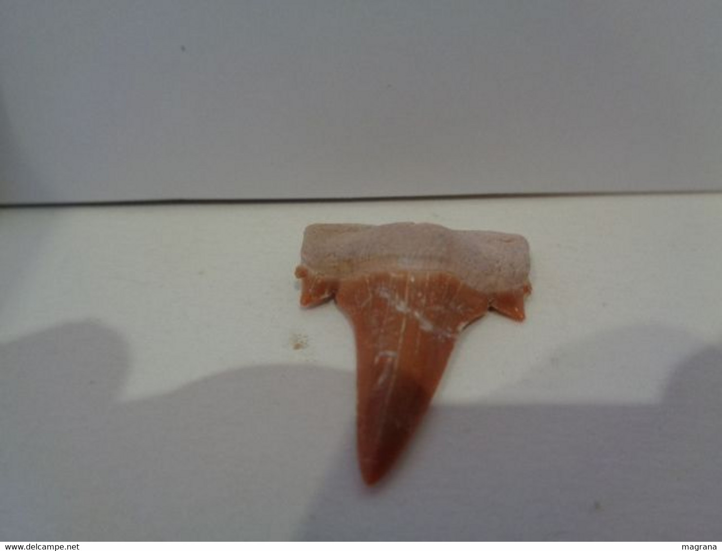 Shark Fossil Tooth. Extint Mackerel Shark. Cretolamna Biauriculata. Age: Cretaceous. Morocco. - Fossilien