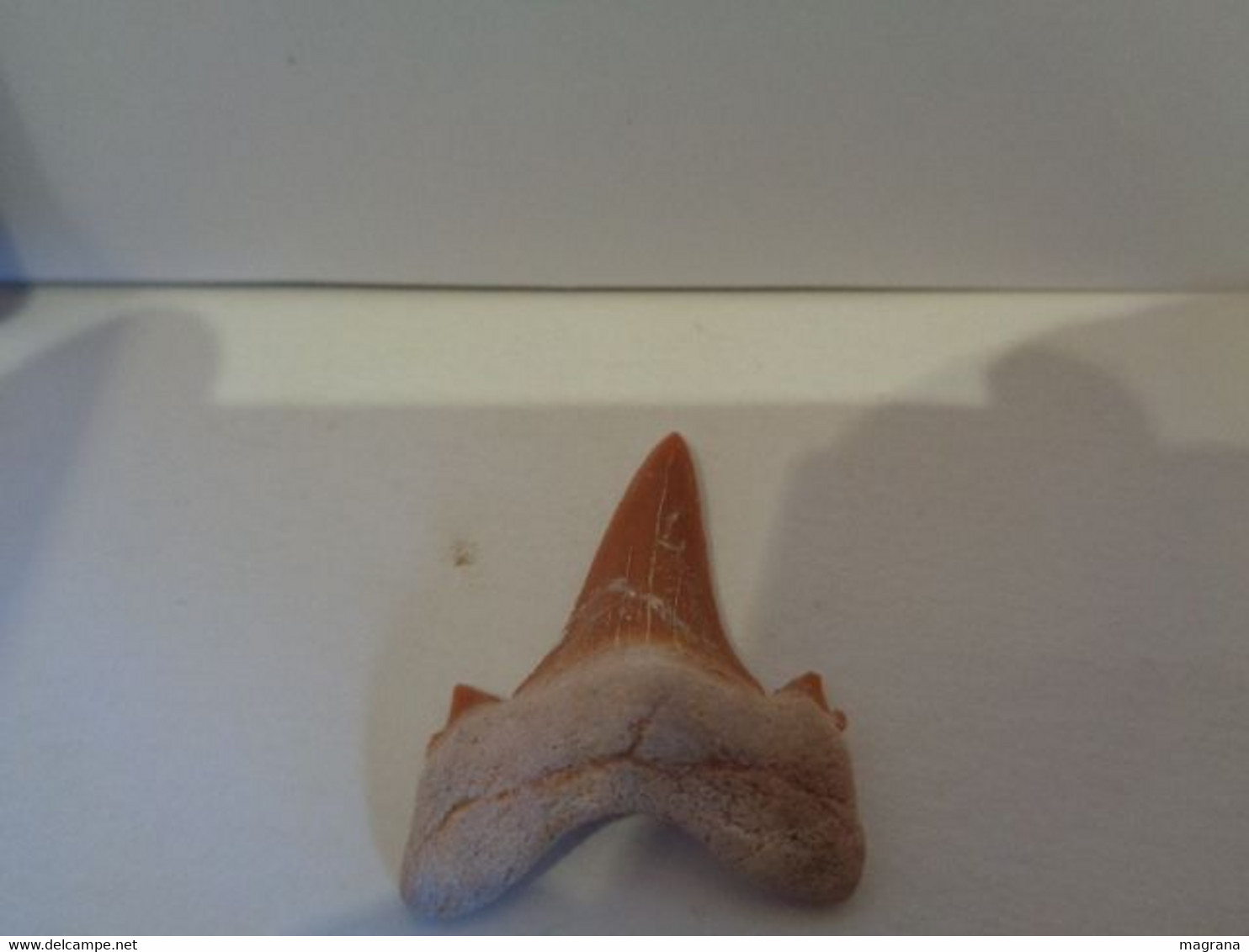 Shark Fossil Tooth. Extint Mackerel Shark. Cretolamna Biauriculata. Age: Cretaceous. Morocco. - Fossiles