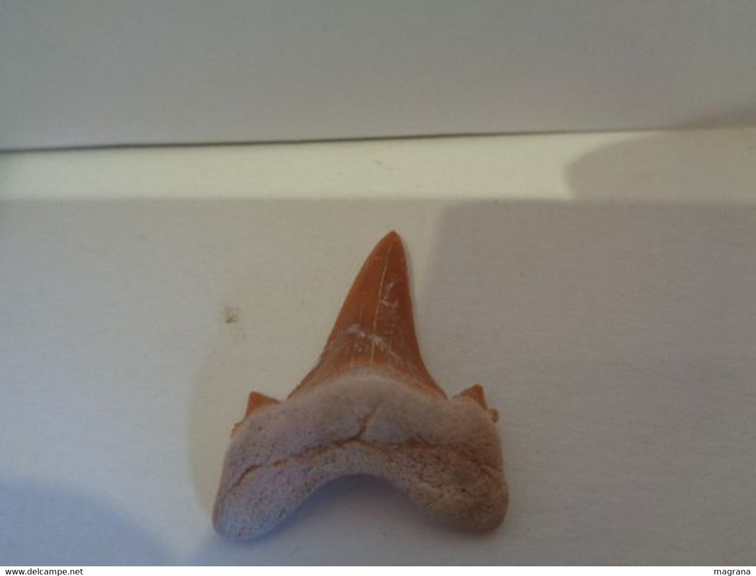 Shark fossil tooth. Extint Mackerel Shark. Cretolamna biauriculata. Age: Cretaceous. Morocco.