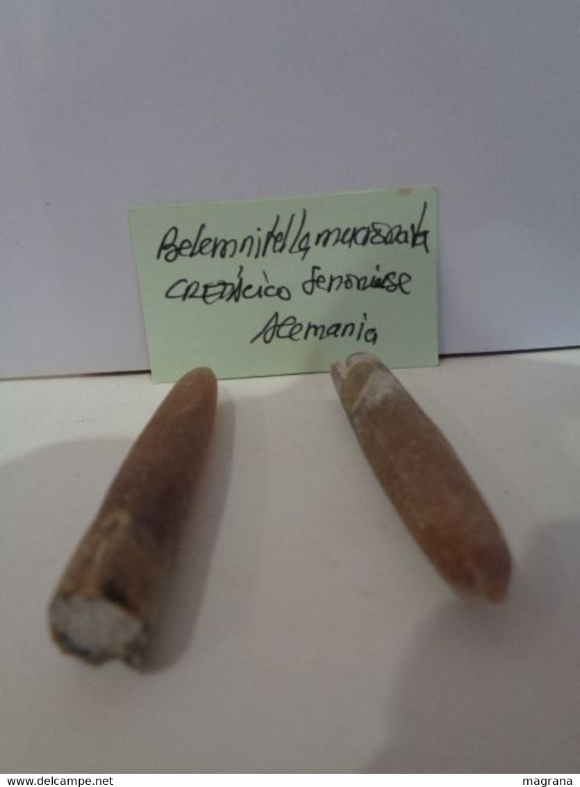 Lote De 2 Cefalópodos Fósiles. Belemnitella Mucronata. Cretácico Superior, Senoniense. Alemania. - Fossiles