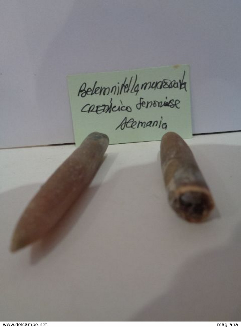 Lote De 2 Cefalópodos Fósiles. Belemnitella Mucronata. Cretácico Superior, Senoniense. Alemania. - Fossiles