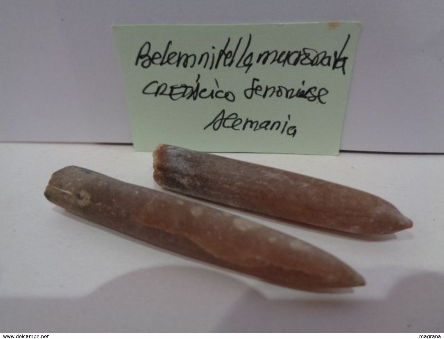 Lote De 2 Cefalópodos Fósiles. Belemnitella Mucronata. Cretácico Superior, Senoniense. Alemania. - Fossiles