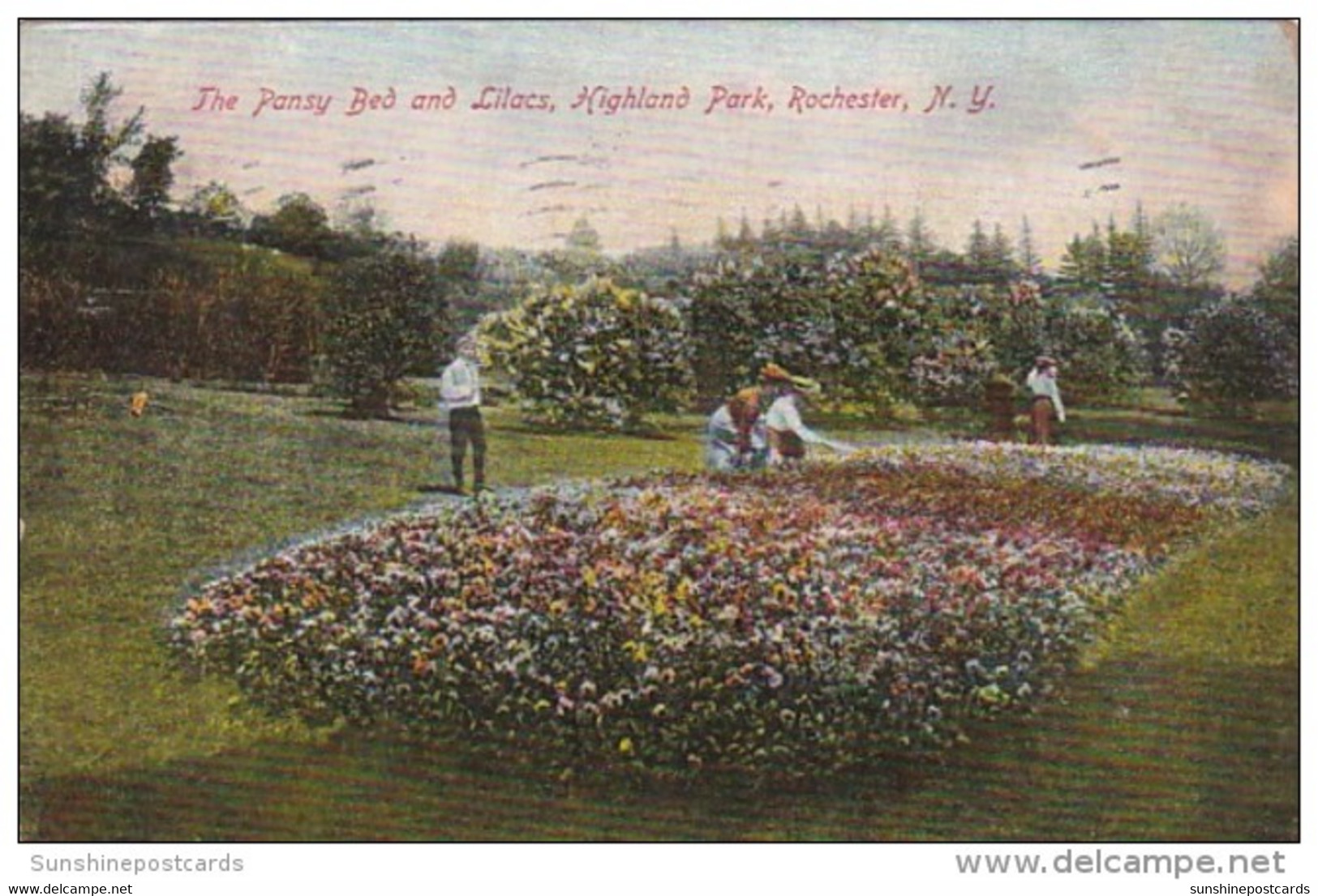 New York Rochester The Pansy Bed And Lilacs In Highland Park 1907 - Rochester