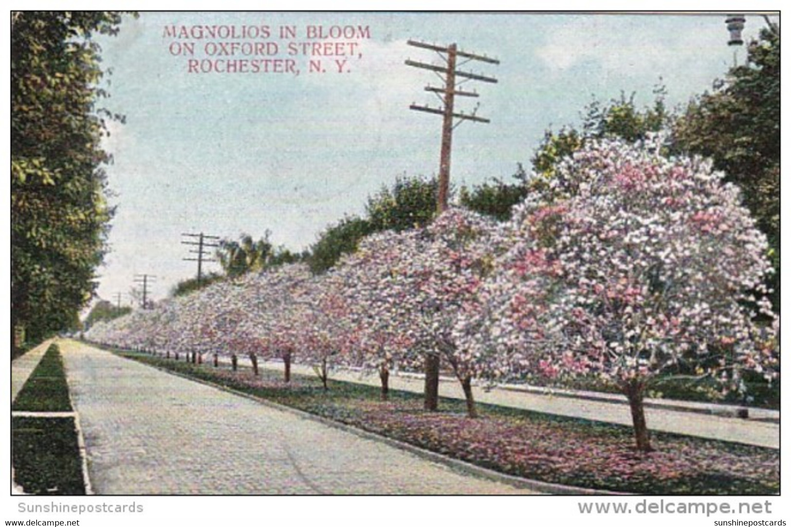 New York Rochester Magnolias In Bloom On Oxford Street 1908 - Rochester
