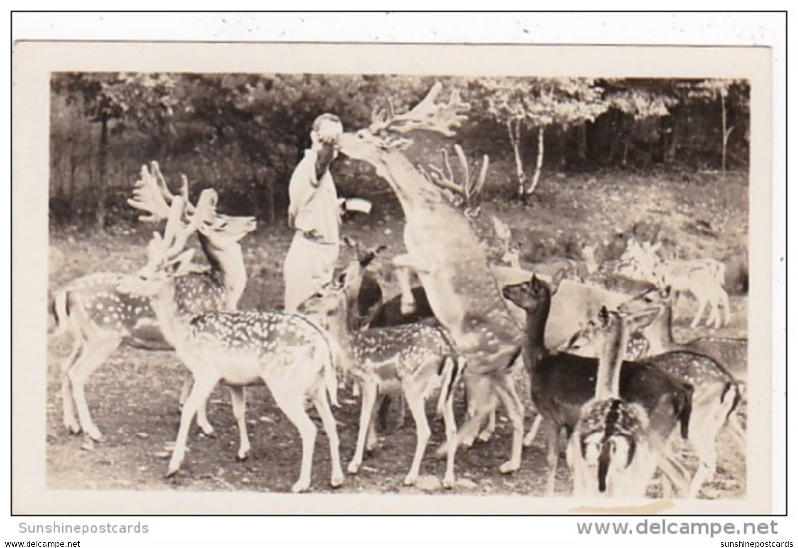 New York Catskill Feeding Deer At Catskill Game Farm Photo - Catskills