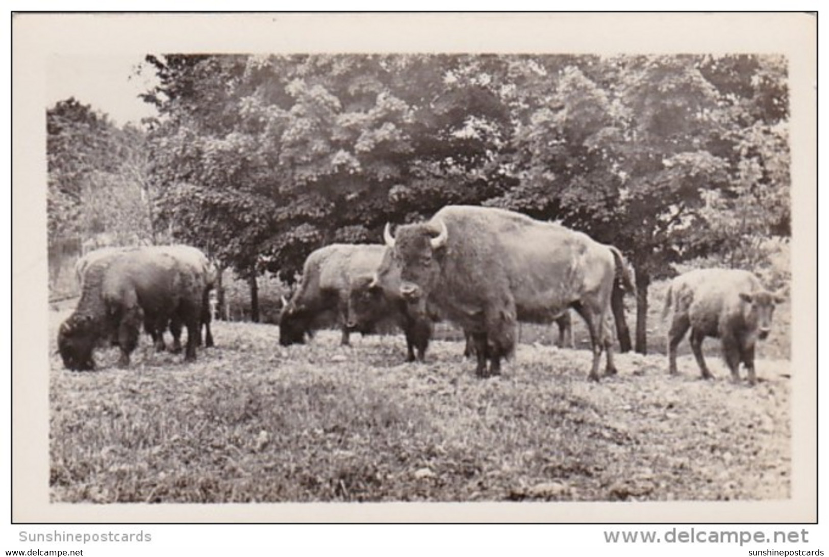 New York Catskill Buffalo At Catskill Game Farm Photo - Catskills