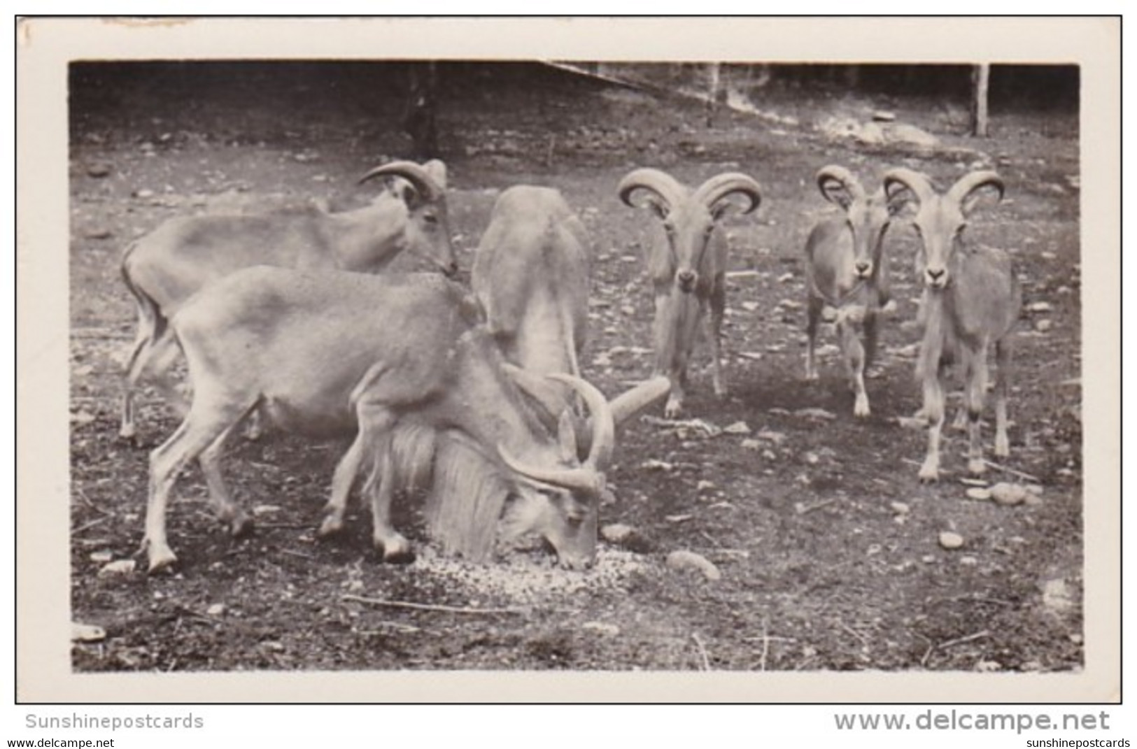 New York Catskill Hoofed Animals At Catskill Game Farm Photo - Catskills