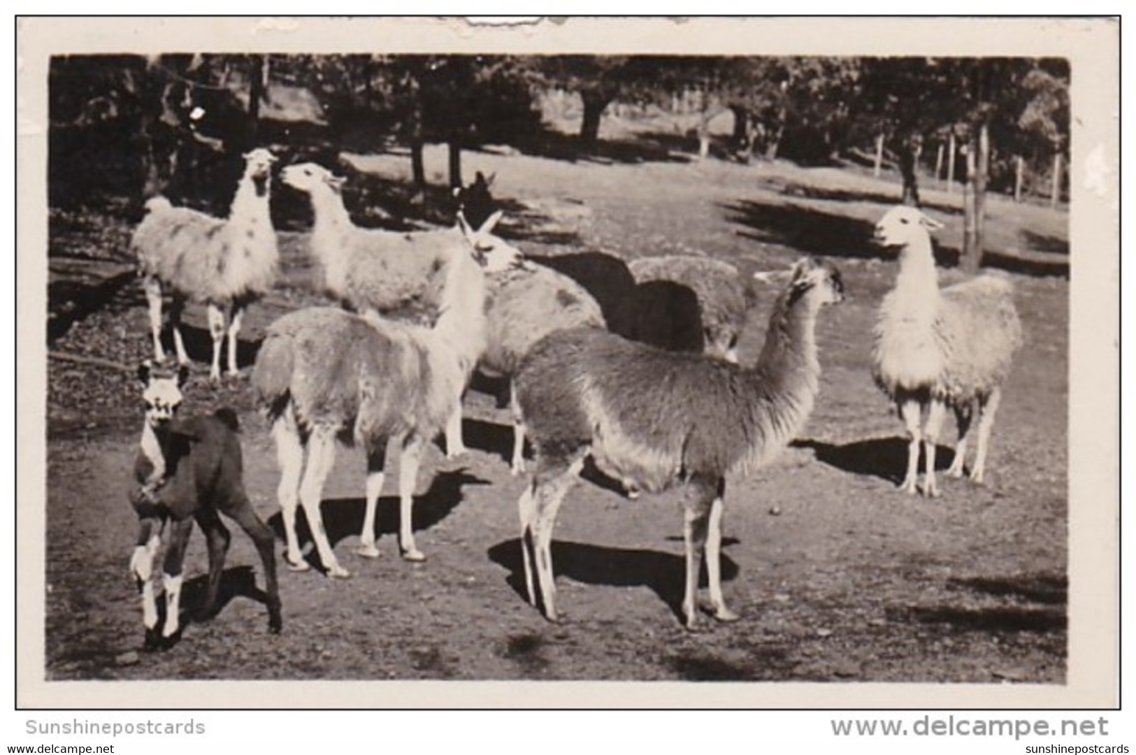 New York Catskill Llama At Catskill Game Farm Photo - Catskills