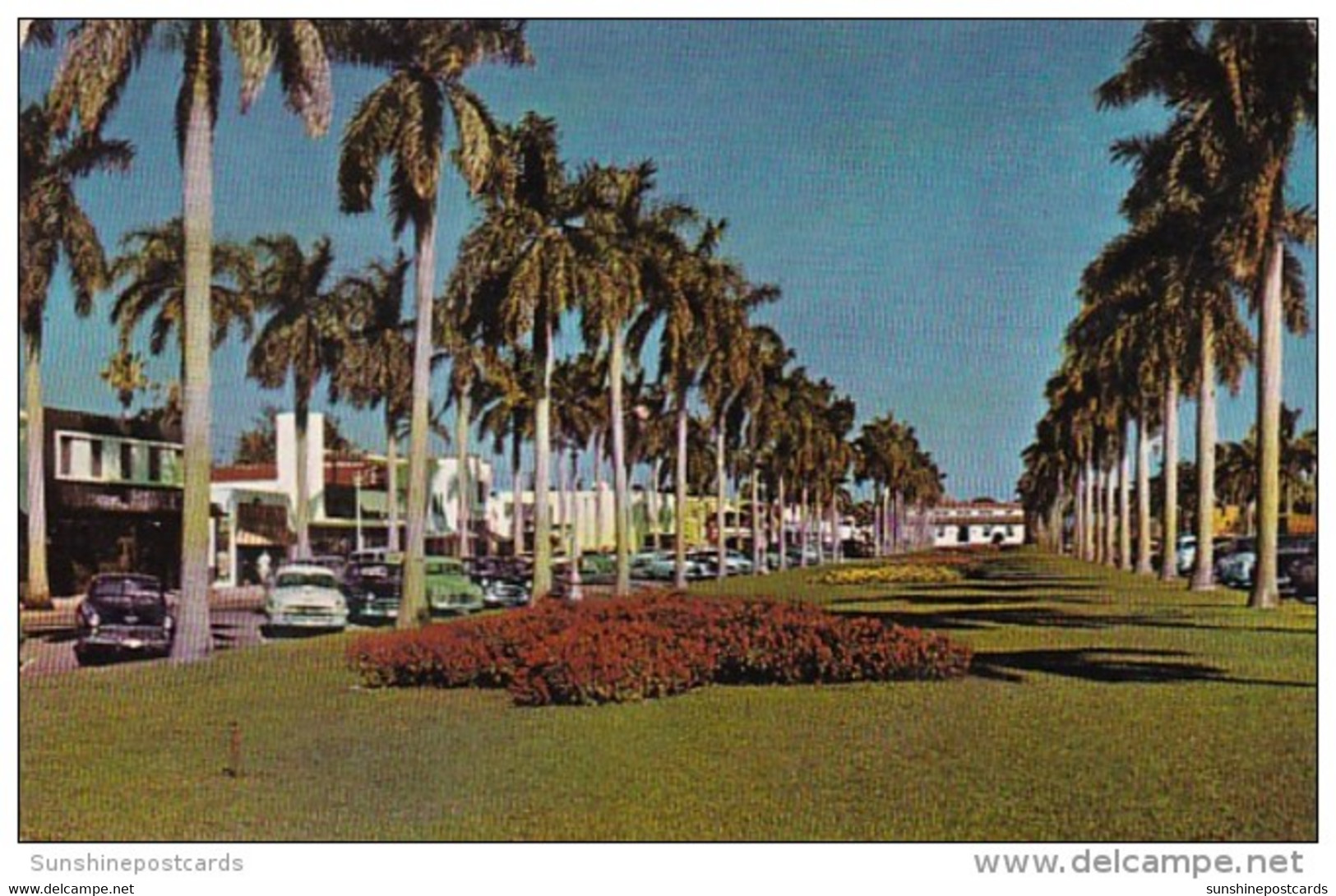 Florida Palm Beach Stately Royal Palms Along Royal Poinciana Way - Palm Beach