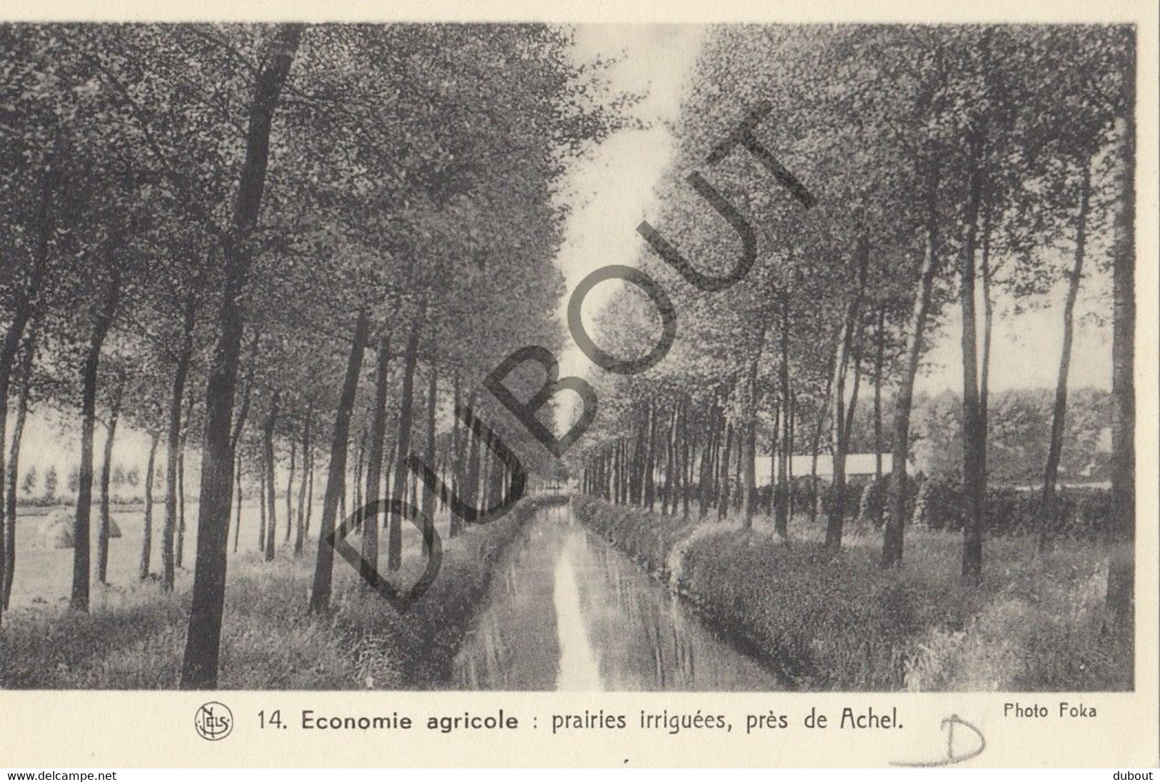 Postkaart/Carte Postale - ACHEL - Economie Agricole   (C2165) - Hamont-Achel