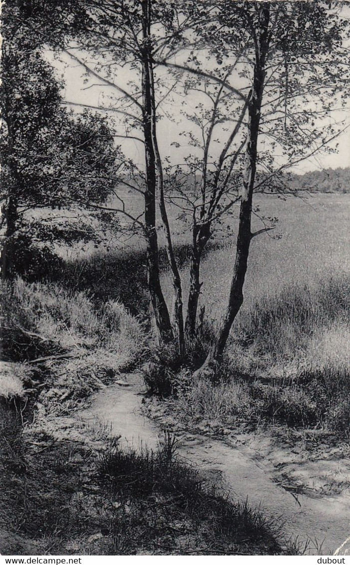 Postkaart/Carte Postale - ZUTENDAAL - Daal   (C2331) - Zutendaal