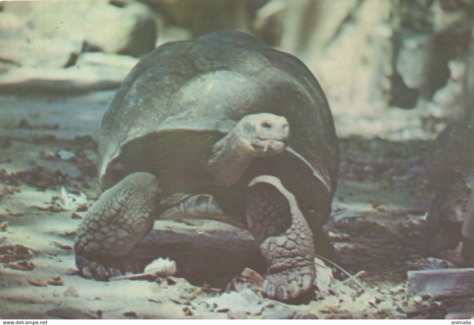 Tortoise Turtle Zoo Cuba Galapagos Format 10/15 Cms - Turtles