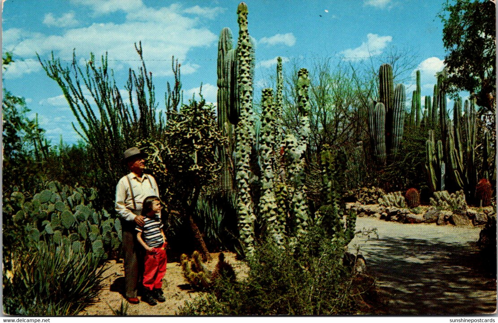 Arizona Totem Pole Cactus Desert Botanical Garden Between Tempe And Phoenix - Phoenix